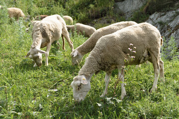 Obraz na płótnie Canvas Mountain fluffy sheep graze and eat grass high on the rocks. a lot of sheep from the farm
