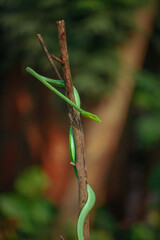 Green vine snake on a tree