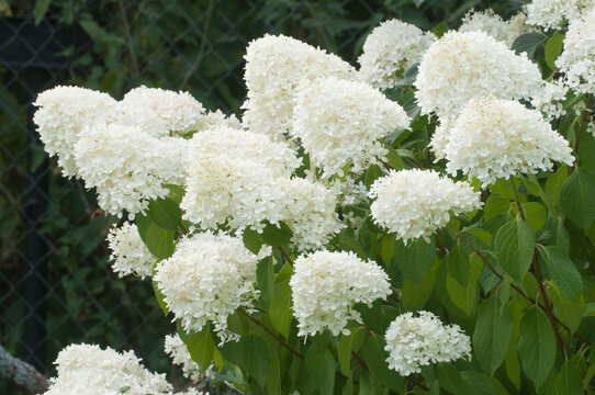 Hydrangea white flowers, close up photo