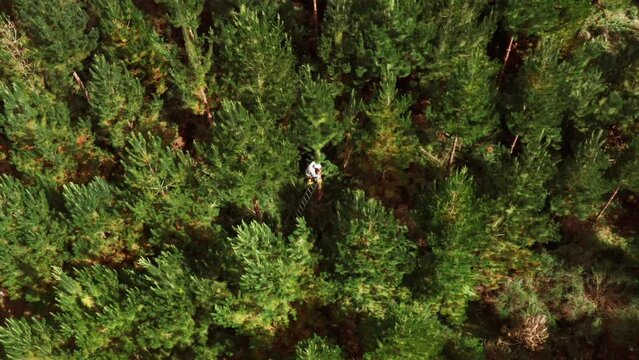 Person pruning cutting branches from younger pine trees, forestry concept