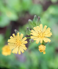 Butter Daisy (Melampodium) flowers are flowers similar to sunflowers, except that they are small in size.