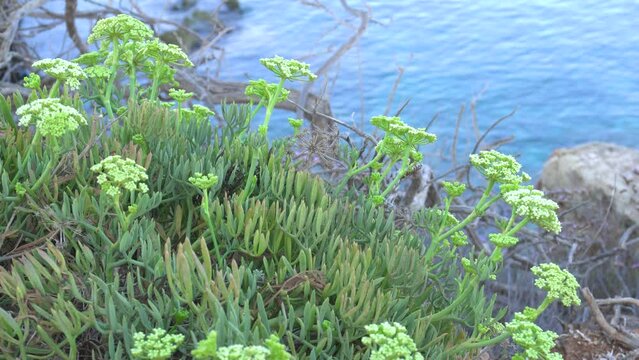 A Crithmum maritimum bush in the foreground, calm sea rippling in the background. Sea fennel is an edible plant.
