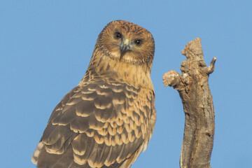 Spotted Harrier in Northern Territory Australia