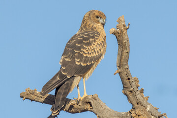 Spotted Harrier in Northern Territory Australia