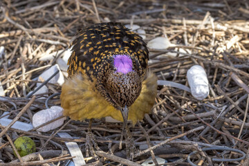 Western Bowerbird in Northern Territory Australia