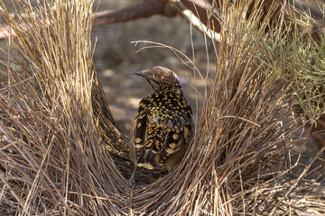 Western Bowerbird in Northern Territory Australia