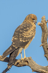 Spotted Harrier in Northern Territory Australia