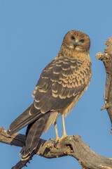 Spotted Harrier in Northern Territory Australia