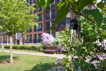 Fototapeta na wymiar Apartment keys on tree branch witn a new modern residential building in the background