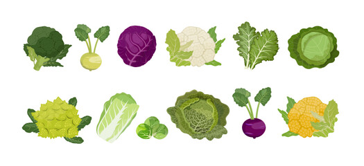 Naklejka na ściany i meble Cabbage set: savoy, white cabbage, broccoli, cauliflower, kale and other. Vector Illustration on white background