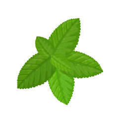 Naklejka na ściany i meble Melissa or lemon balm green leaves. Vector illustration on white background