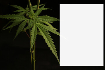 cannabis leaf plant marijuana black background