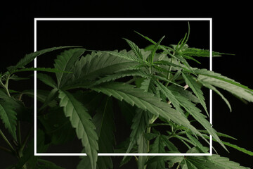 cannabis leaf plant marijuana black background