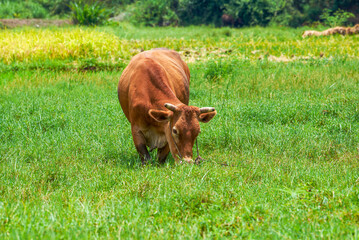 Cow on the field in the countryside
