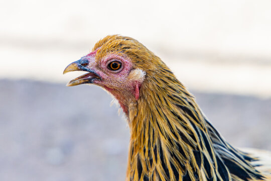 Portrait of a Chicken on a farm