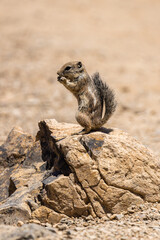 A small chipmunk standing on a rock and eating a nut 