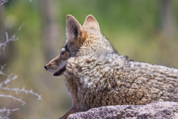 a portrait of a back of a Coyote in Arizona with depth of field
