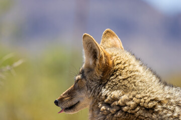 a portrait of a back of a Coyote in Arizona with depth of field
