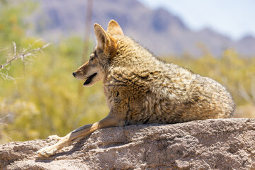 a portrait of a happy Coyote in Arizona