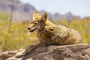a portrait of a happy Coyote in Arizona