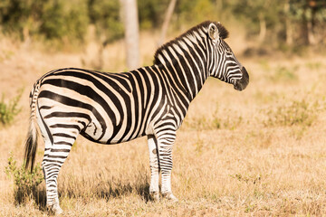 Fototapeta na wymiar Zebra standing in brush photo