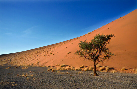 Nambian desert, at teh botton of Sossuvlei 45