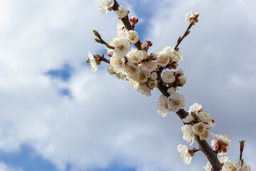 Beautiful white apricot tree blossoms in a spring garden. Apricot tree in bloom
