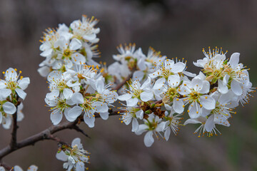 Prunus spinosa, called blackthorn or sloe, is a species of flowering plant in the rose family Rosaceae. Prunus spinosa, called blackthorn or sloe tree blooming in the springtime