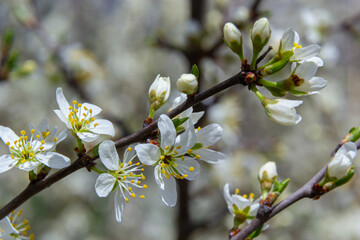 Blackthorn prunus spinosa sloe plant shrub white flower bloom blossom detail spring wild fruit