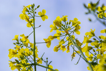 The rapeseed field blooms with bright yellow flowers on blue sky in Ukraine. Closeup