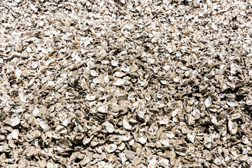 A large number of oyster shells as an abstract background.
