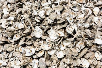 Close-up of oyster shells as an abstract background