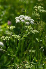 Close-up of a white flower of the species Aegopodium podagraria, commonly called ground elder, herb gerard, bishop's weed, goutweed, gout wort. Focus on foreground, flower meadow blurred background