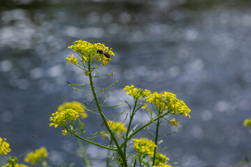 the Close up of Wintercress Barbarea vulgaris Brassicaceae. Selective focus.flower of Land cress, Barbarea verna.Yellow spring flower rape in the blur background of the summer landscape