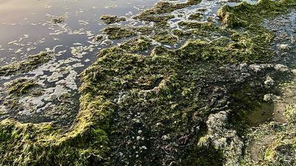 nature ecology throws algae ashore polluting the beach prickly dark algae swim back into the sea and serve as food for fish without creating an environmental disaster dirty green and brown plants