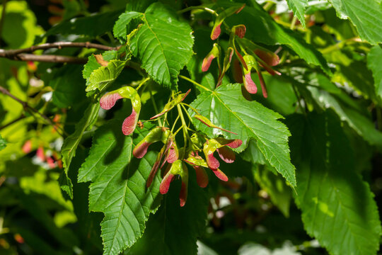 A close up of reddish-pink maturing fruits of Acer tataricum subsp. ginnala Tatar maple or Tatarian maple