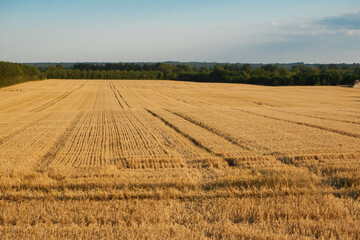 Wheat farm field at harvest. Rural landscape. Golden harvest of wheat in evening.