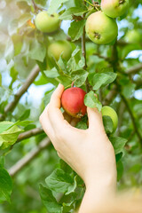 hand holds a red apple on a branch