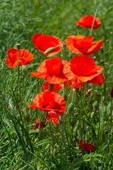Obraz premium Common names for Papaver rhoeas include corn poppy, corn rose, field, Flanders, red or common poppy