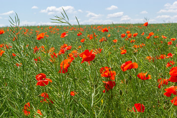 Common names for Papaver rhoeas include corn poppy, corn rose, field, Flanders, red or common poppy