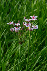 Butomus umbellatus, Flowering Rush. Wild plant shot in summer