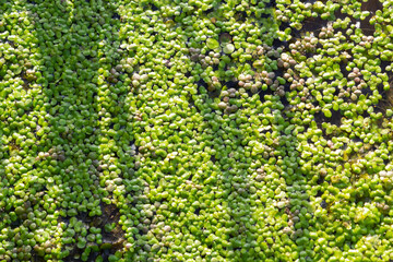 Common Duckweed, Duckweed, Lesser Duckweed, Natural Green Duckweed Lemna perpusilla Torrey on The water for background or texture. close up Green leaf aquatic plant on a water background