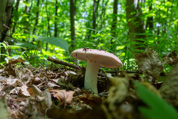 Common Russula on the ground in the forest on a summer day in a natural environment