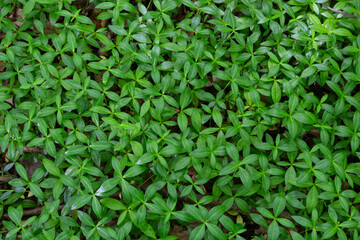 Green leaves background of small tiny myrtle leaves, Vinca minor is a species of flowering plant in the dogbane family, Abstract nature pattern background