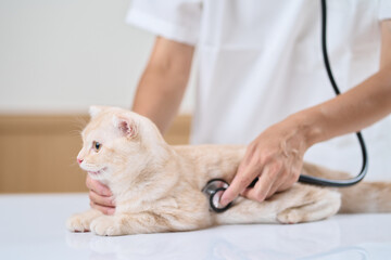 子猫に聴診器をあてるアジア人獣医師