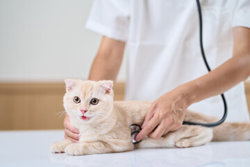 子猫に聴診器をあてるアジア人獣医師