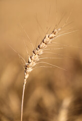 Fototapeta premium ear of wheat and the background intentionally blurred