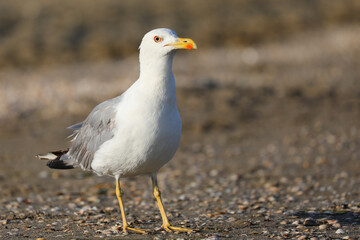 large yellow-billed seagull with webbed paws