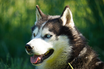 siberian husky dog