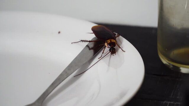 Nasty Small Cockroach Crawling On A Plate. Handheld